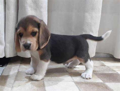 beagle olx|filhote de beagle para doação.